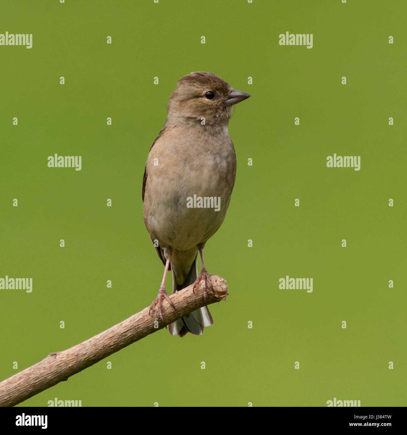 Una femmina (fringuello Fringilla coelebs) nel Regno Unito Foto Stock