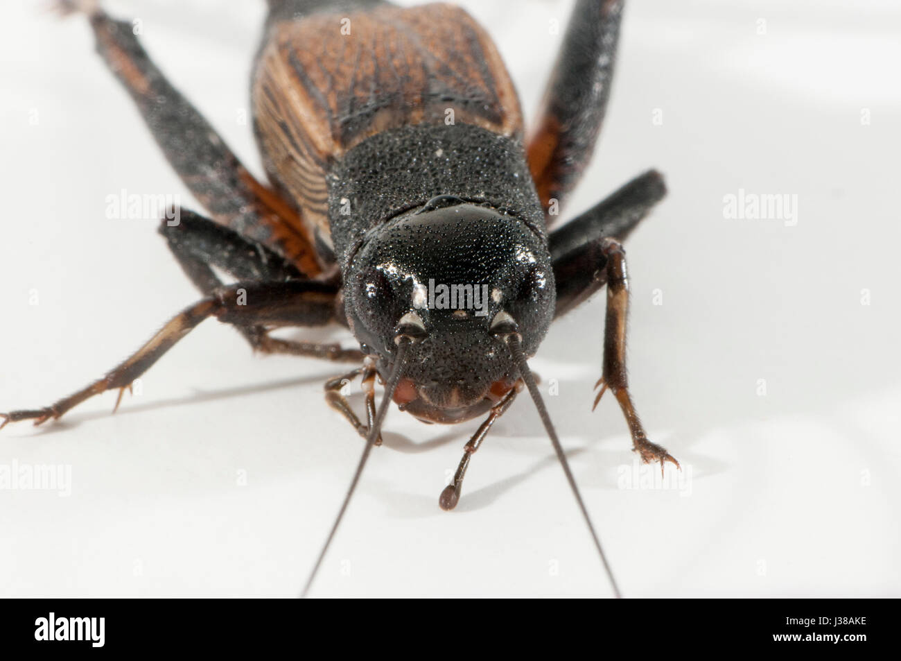 Vadnais Heights, Minnesota. Femmina campo caduta Cricket, Gryllus pennsylvanicus su uno sfondo bianco. Foto Stock