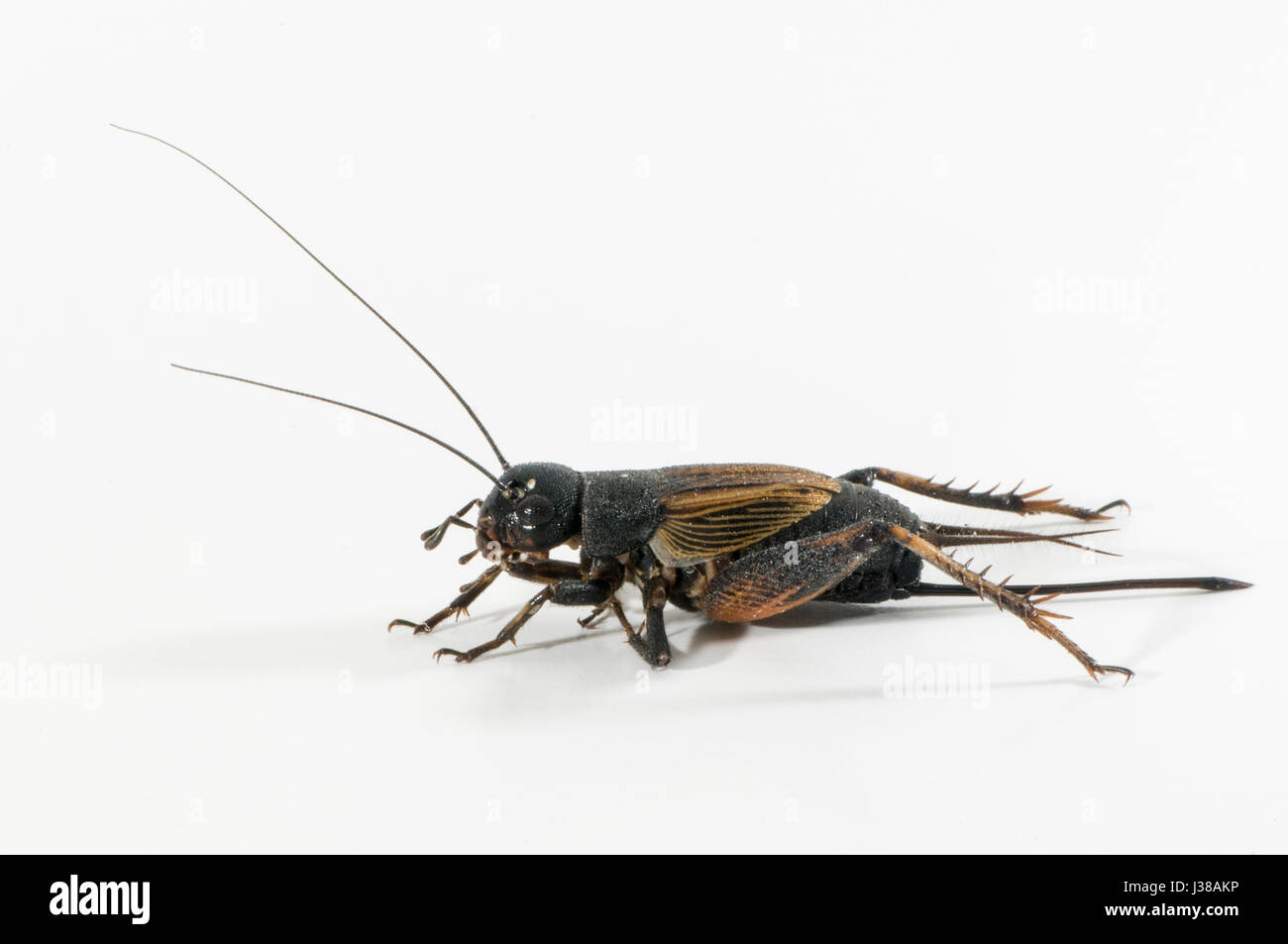 Vadnais Heights, Minnesota. Femmina campo caduta Cricket, Gryllus pennsylvanicus su uno sfondo bianco. Foto Stock