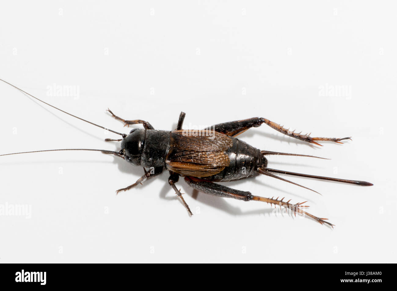 Vadnais Heights, Minnesota. Femmina campo caduta Cricket, Gryllus pennsylvanicus su uno sfondo bianco. Foto Stock