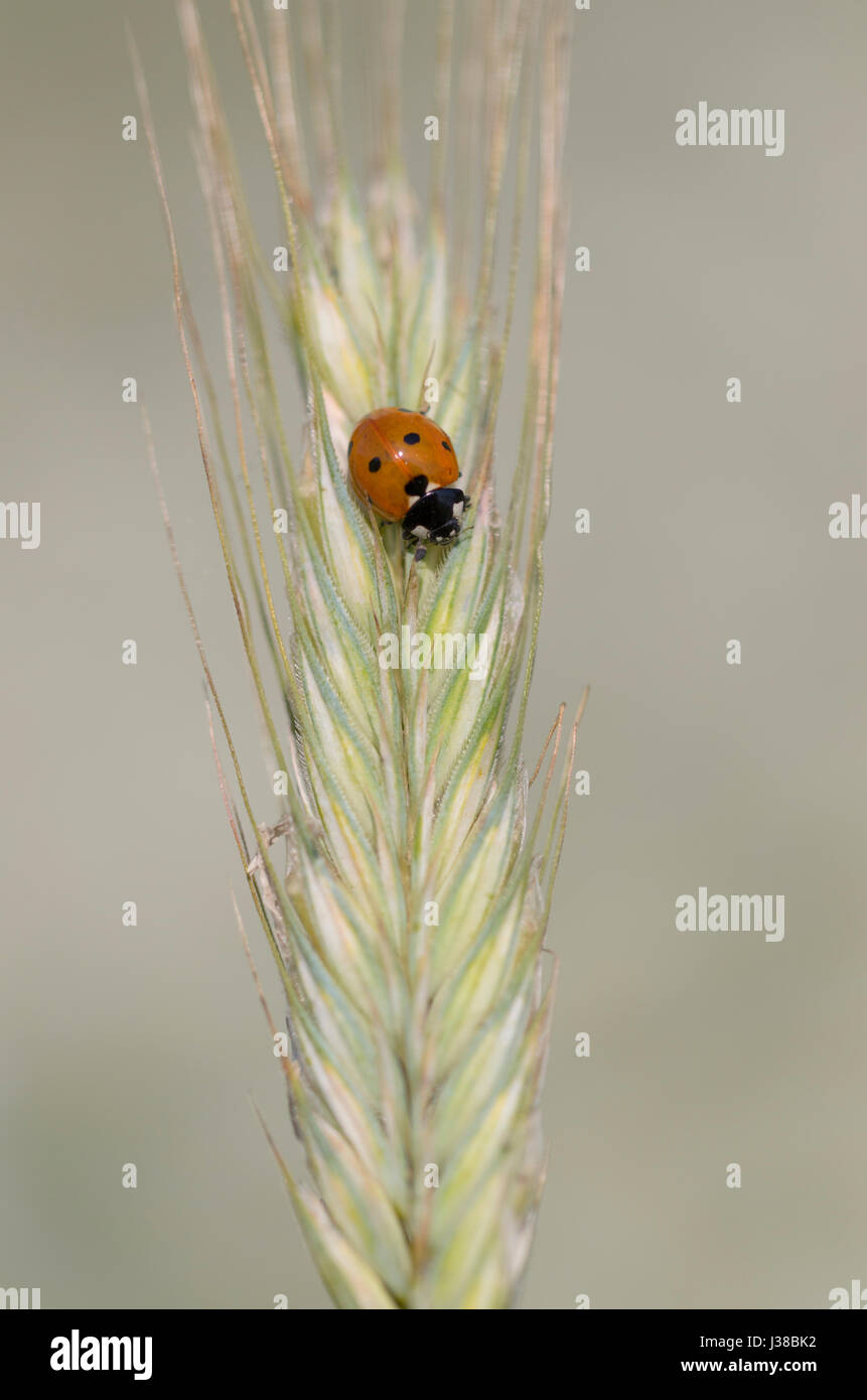 Sette-spot coccinella, Coccinella septempunctata Foto Stock