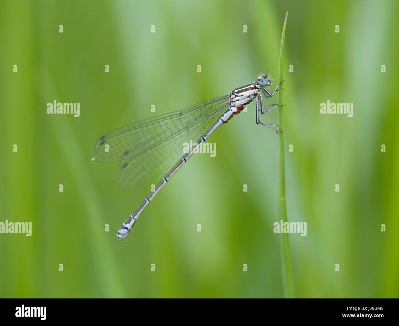 Scarsa blu-tailed damselfly, Ischnura pumilio Foto Stock