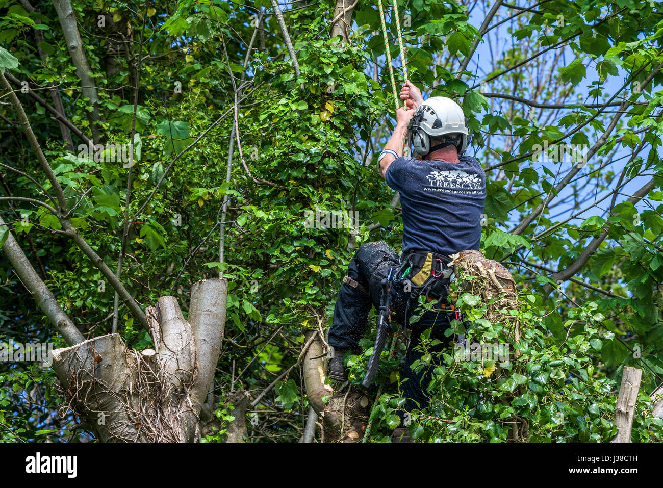 Tree chirurgo lavora in altezza del cavo di sicurezza in una cordata di lavoratore specializzato indumenti da lavoro protettiva del lavoro qualificato Arboriculturist Arborist fogliame di arrampicata Foto Stock