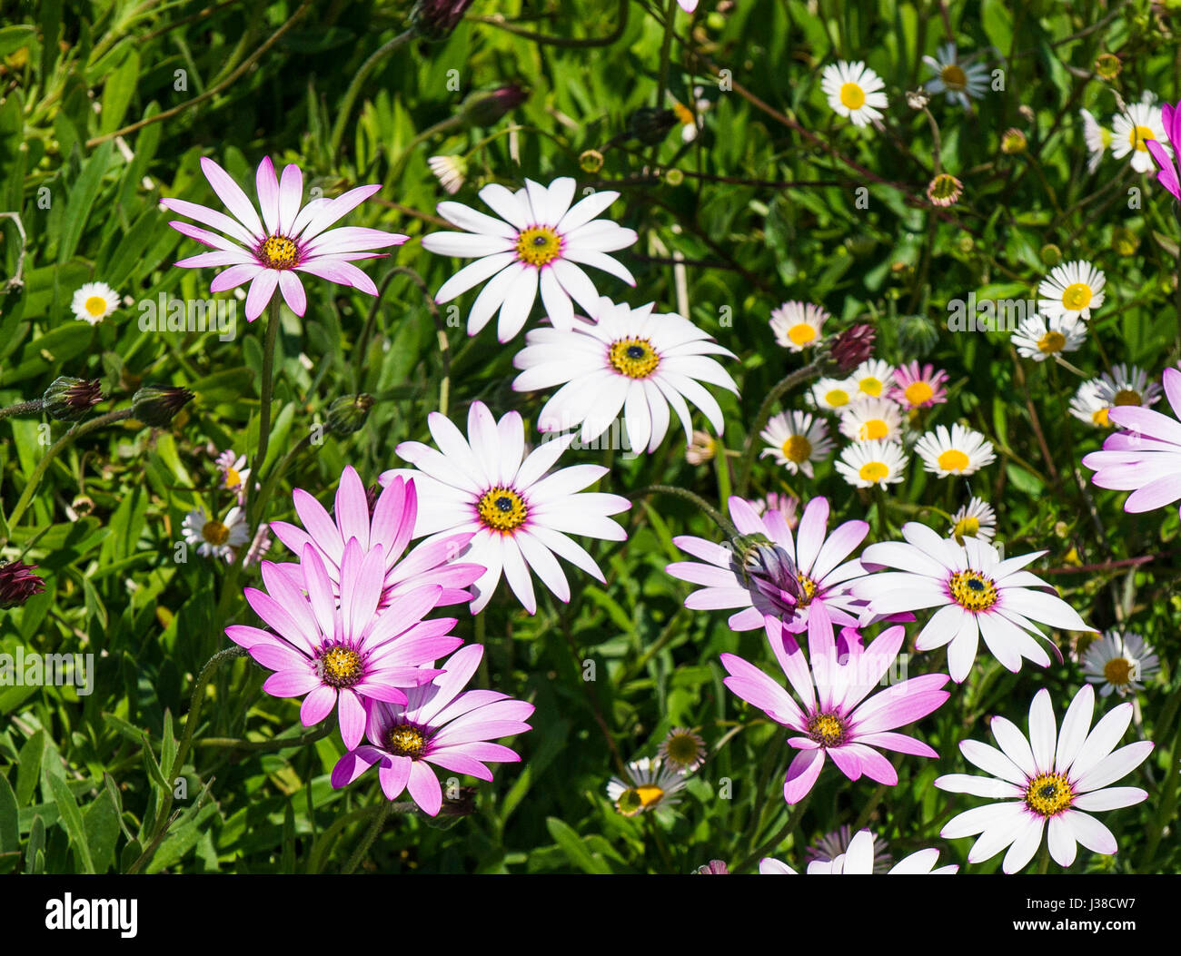 Osteospermum jucundum; GIARDINAGGIO; Daisy africana; Rhizomatous perenne; fiori; fioriture; piuttosto; colorato; colorato; la natura Foto Stock