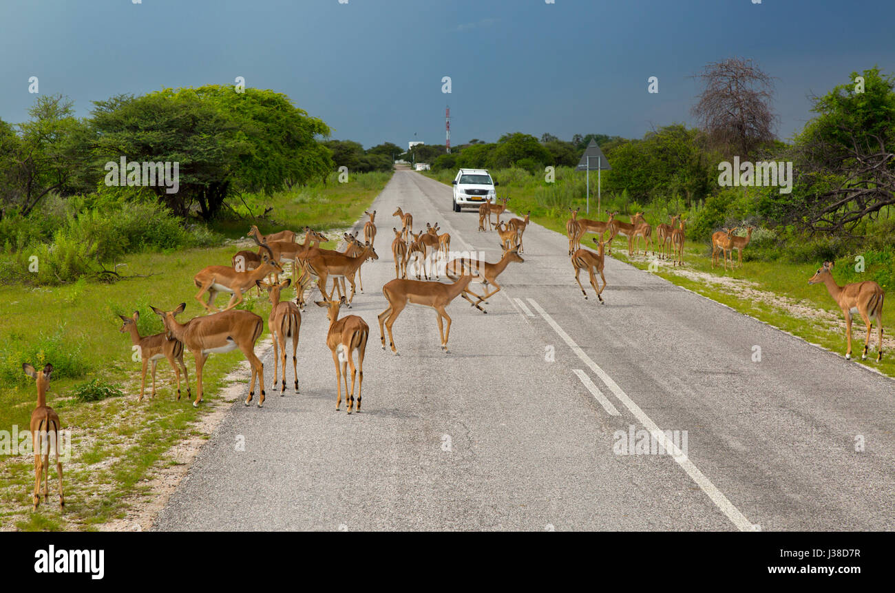 Un gruppo di Impala o Rooibok Aepyceros melampus che attraversa una strada remota Foto Stock