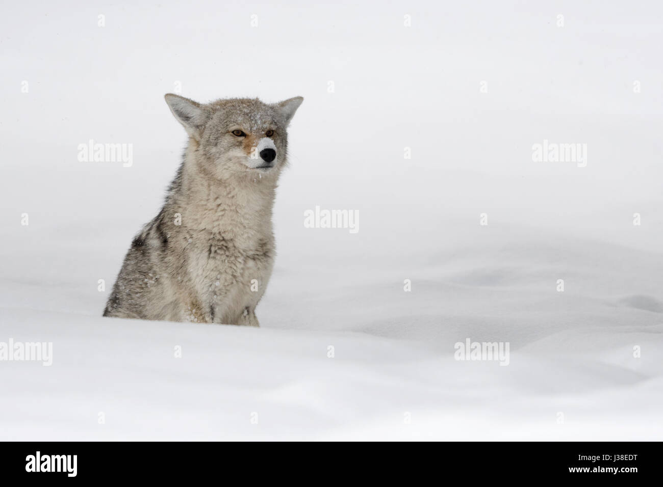 Coyote / Kojote ( Canis latrans ),in inverno, seduto nella neve profonda, attesa, osservando attentamente, sembra divertente con la neve sul suo naso, Yellowstone NP. Foto Stock