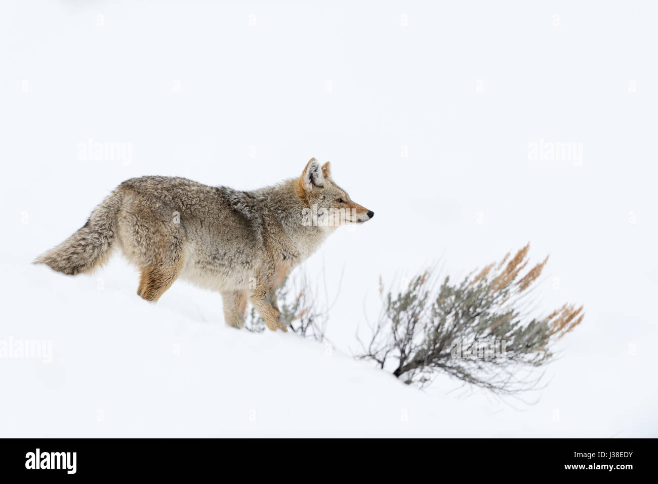 Coyote / Kojote ( Canis latrans ), adulto, in inverno, la neve profonda, guardando e fiutare la preda, tipica posa, dintorni naturali, Yellowstone NP, STATI UNITI D'AMERICA Foto Stock