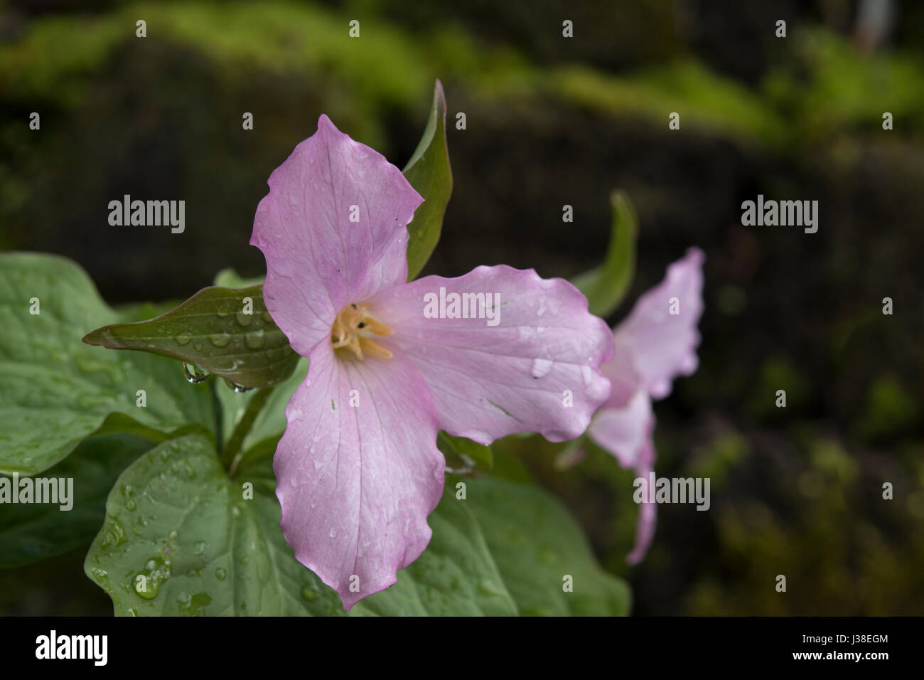 Trillium grandiflorum f. roseum Foto Stock