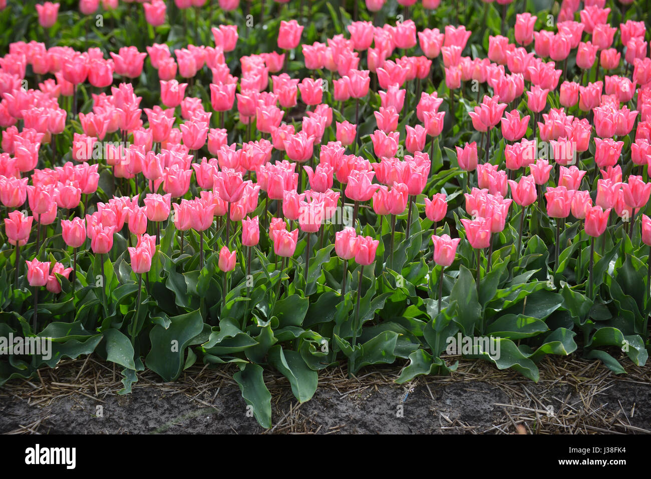 Colorato i campi di tulipani, Olanda Foto Stock