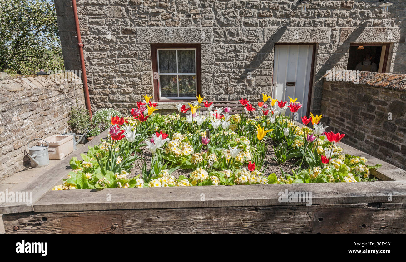 Fiori in un giardino presso il museo Beamish,Co.Durham,l'Inghilterra,UK Foto Stock