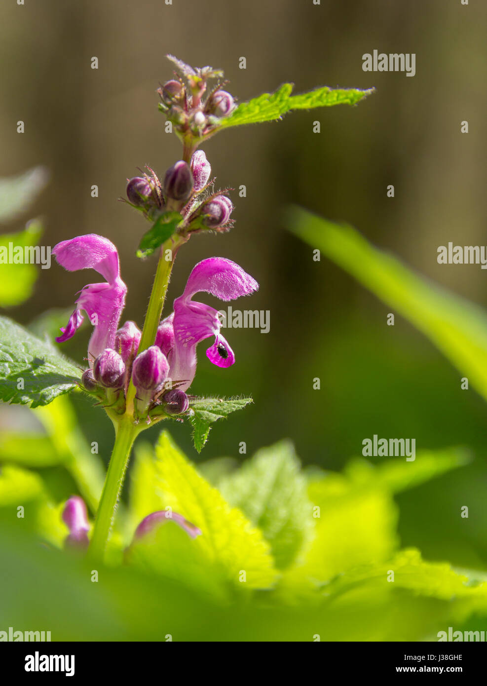 Dead-ortiche closeup in ambiente soleggiato Foto Stock