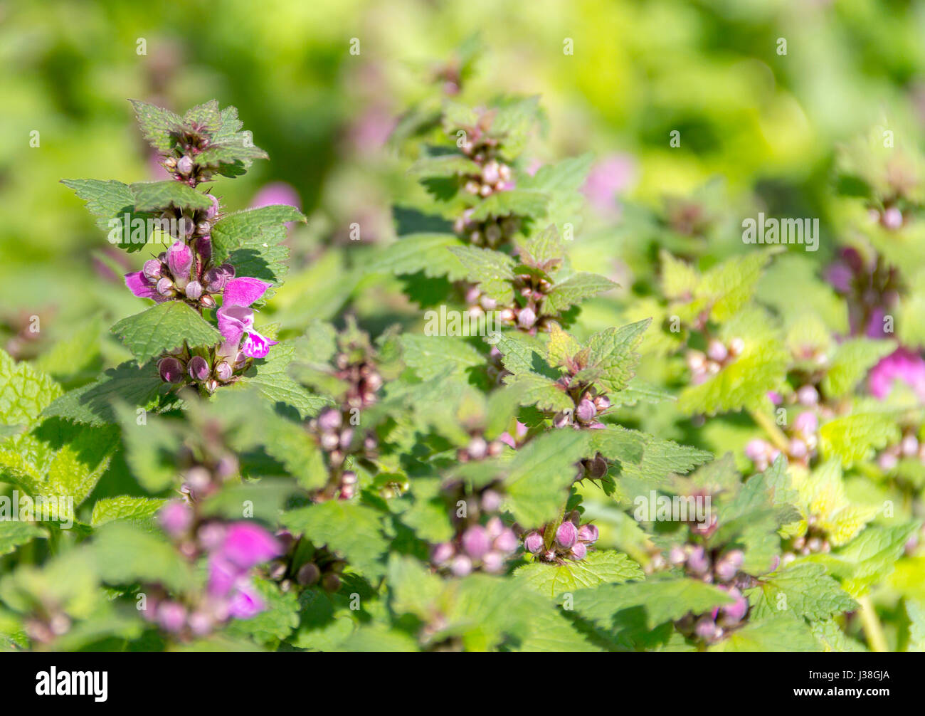 Dead-ortiche closeup in ambiente soleggiato Foto Stock