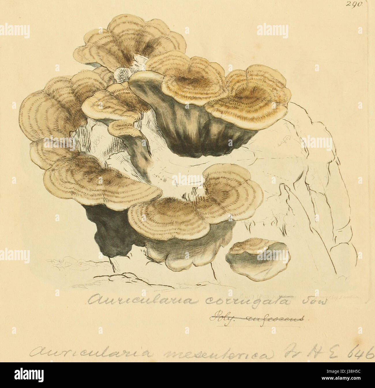 Le figure colorate di inglese funghi o funghi t. 290 Foto Stock