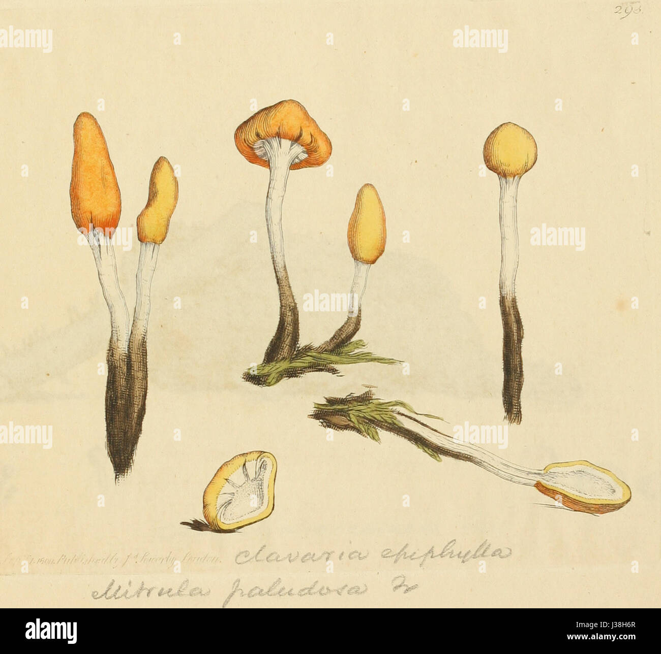 Le figure colorate di inglese funghi o funghi t. 293 Foto Stock