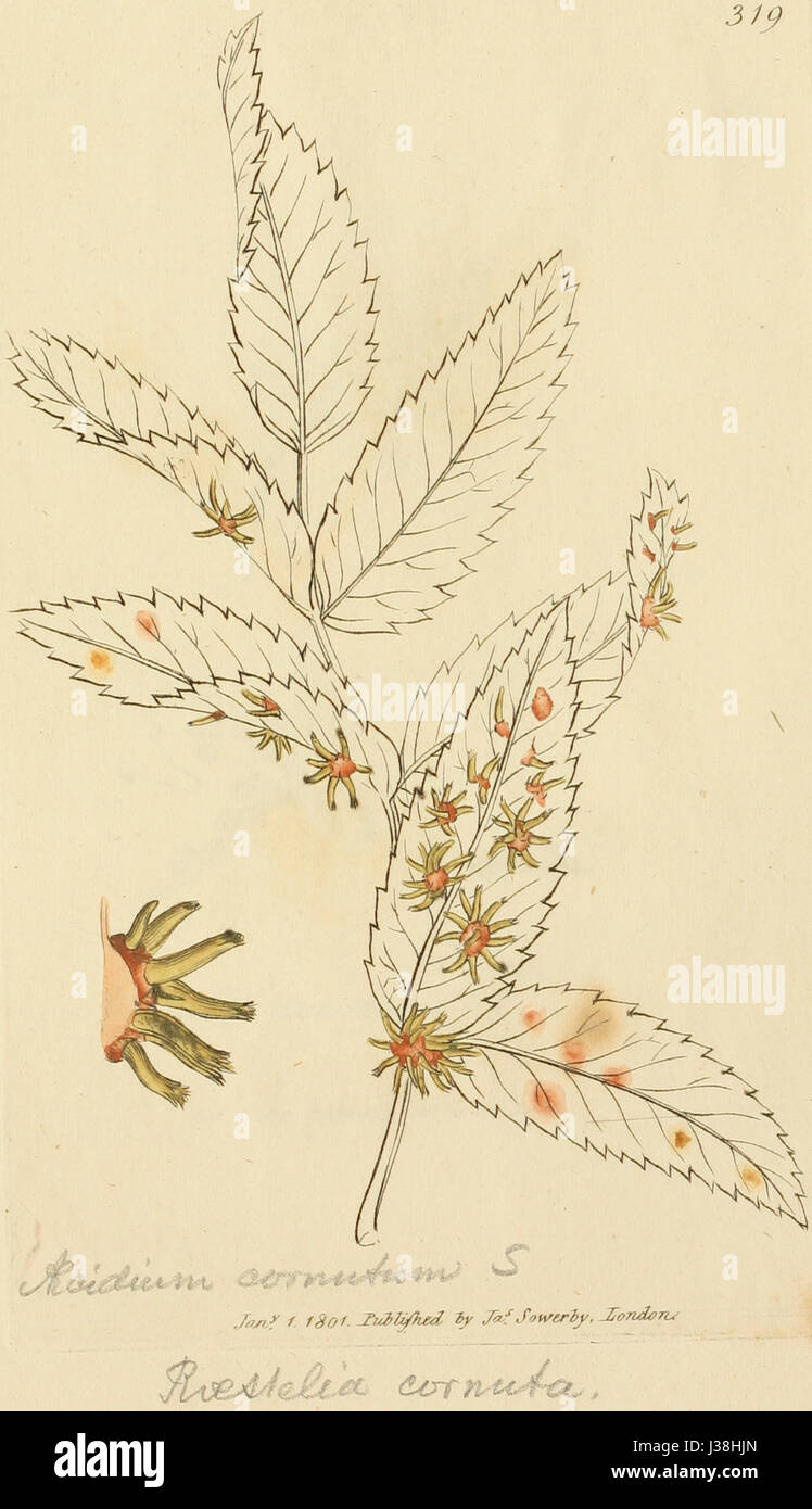 Le figure colorate di inglese funghi o funghi t. 319 Foto Stock