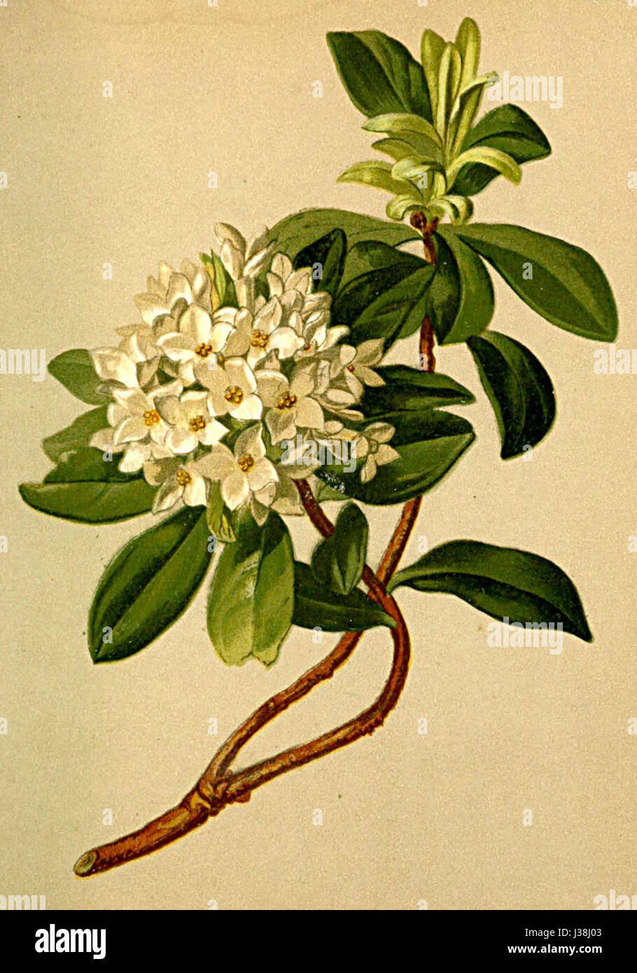 Daphne blagayana, una specie vegetale originaria delle Alpi, è presente nell'Atlante Alpenflora, noto per le sue caratteristiche peculiari e l'habitat alpino. Foto Stock