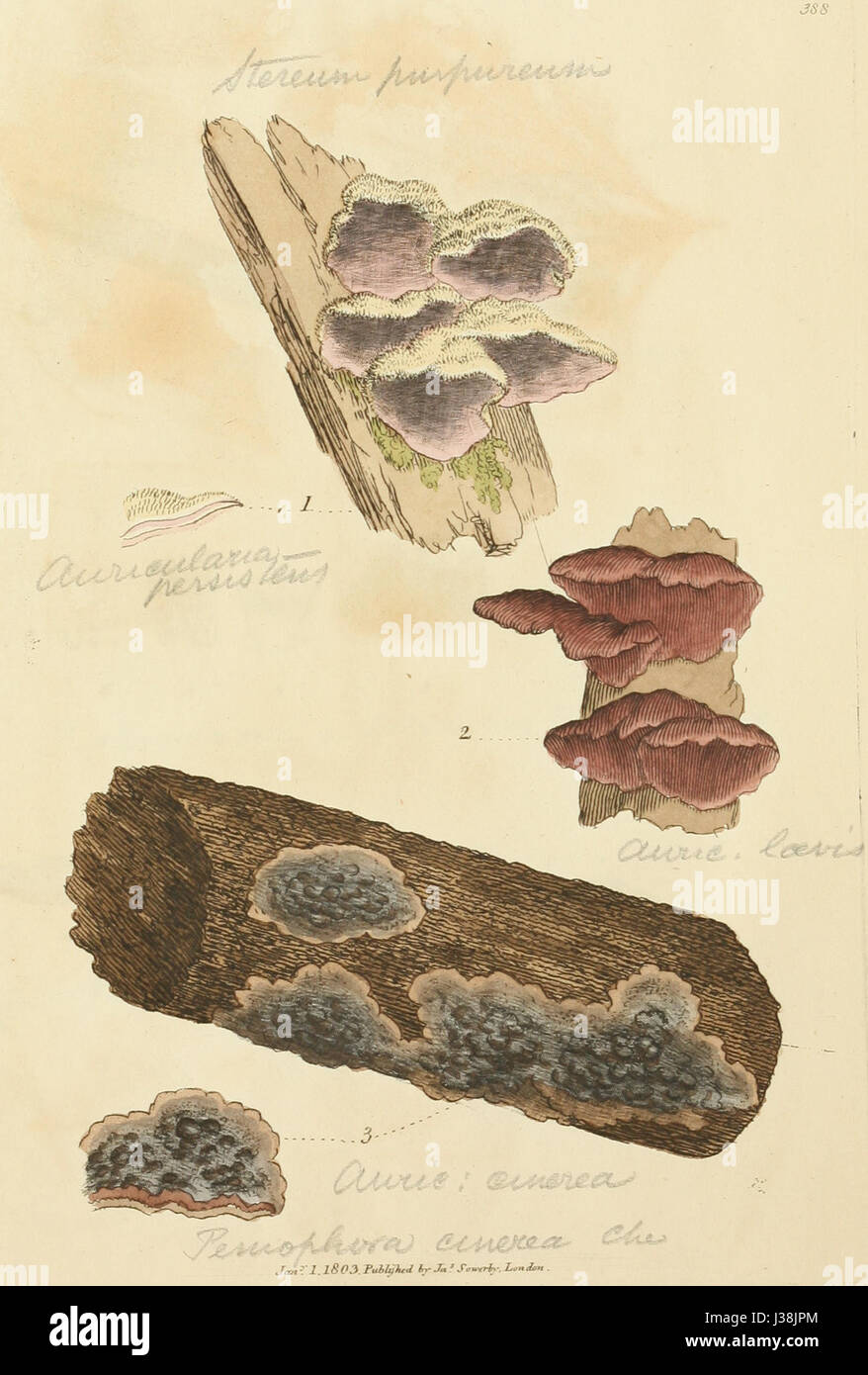 Le figure colorate di inglese funghi o funghi t. 388 Foto Stock