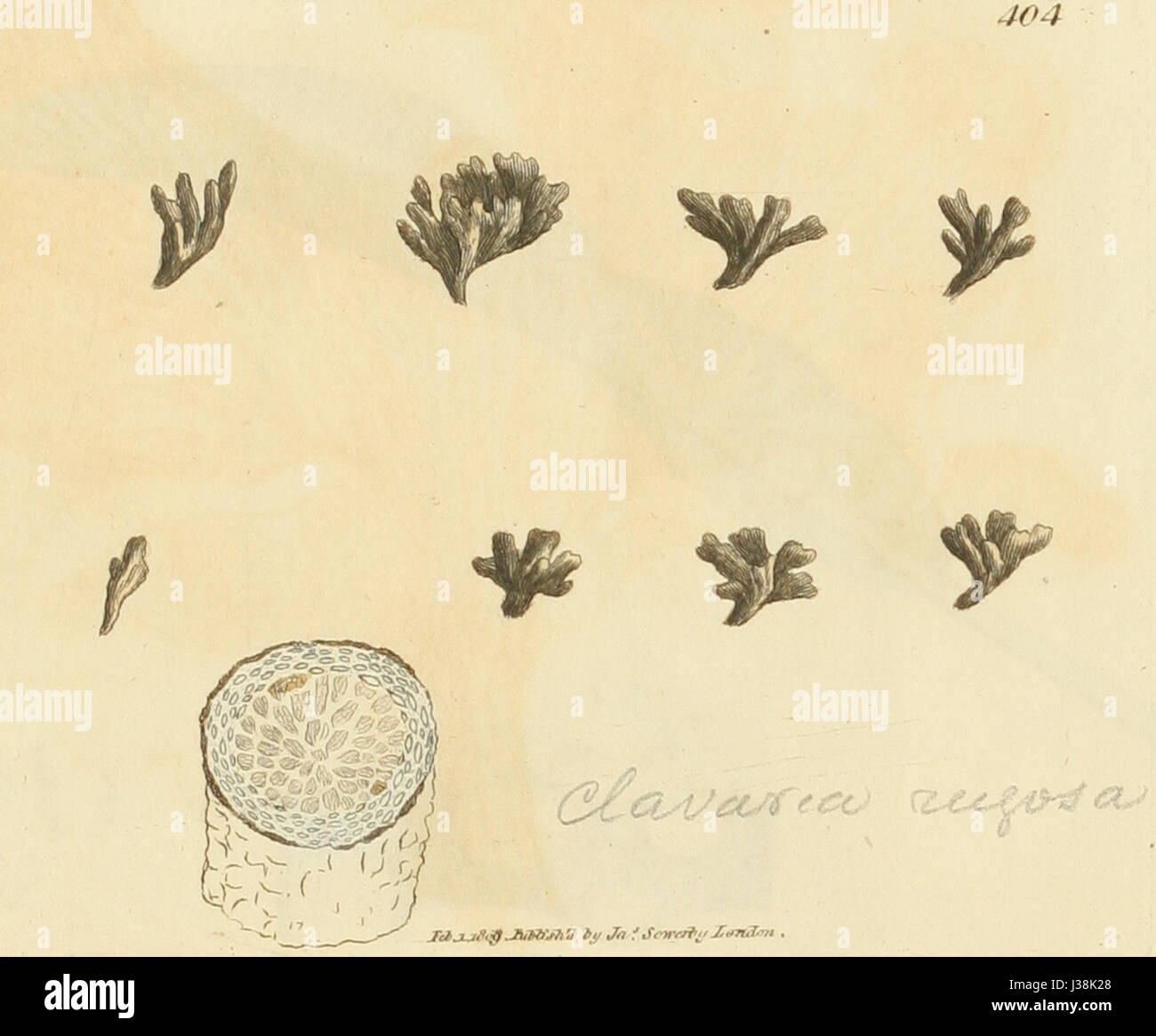 Le figure colorate di inglese funghi o funghi t. 404 Foto Stock