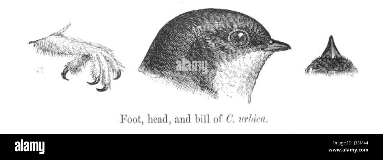 Delichon urbica, comunemente noto come la casa martin, è una specie di uccello migratorio che si trova in Europa, nota per le sue abitudini di nidificazione nelle strutture costruite dall'uomo. Foto Stock