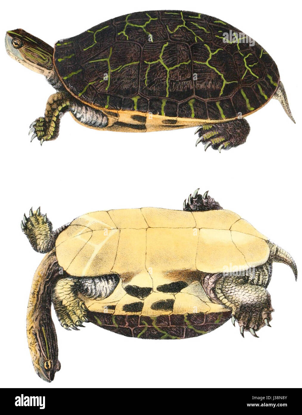 Illustrazione scientifica di Deirochelys reticularia, la tartaruga di pollo, come raffigurato da Holbrook nel volume 1, piatto 7A. Foto Stock