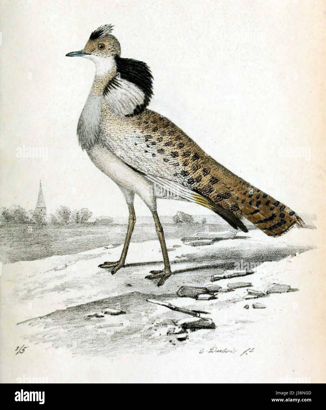 Un'illustrazione storica della specie di uccelli Chlamydotis macqueenii, conosciuta come la McQueen's Bustard, catturata nel 1856. Foto Stock