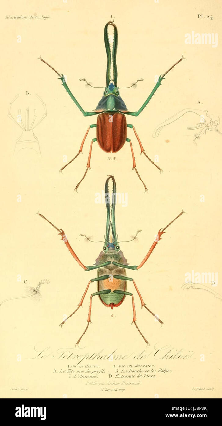 Chiasognathus grantii 1831 Foto Stock