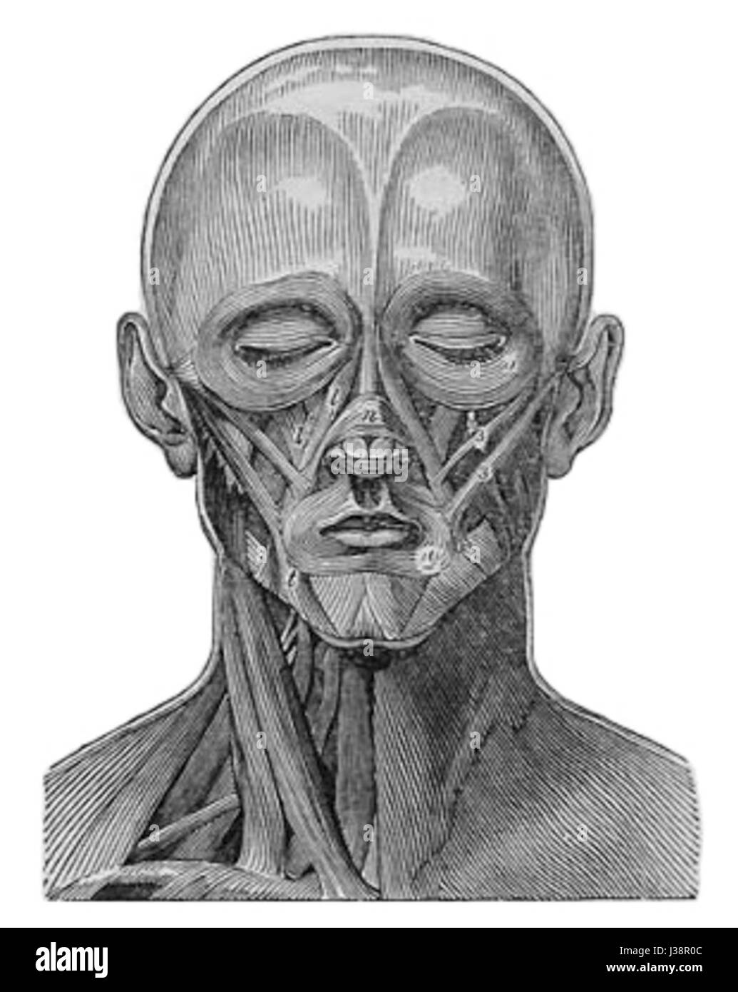 Figura 134 tratta dalla "Cyclopedia", che illustra una prima rappresentazione dell'anatomia o della ritrattistica umana. Foto Stock