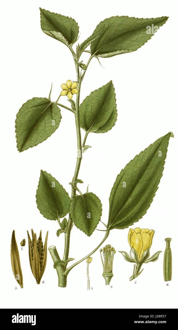 Il Corchorus olitorius, noto anche come iuta, è una pianta in fiore della famiglia malva. Viene coltivata per la sua fibra, utilizzata nei tessuti, e per le sue foglie commestibili, che sono un ingrediente comune in varie cucine, soprattutto in Asia e in Africa. Foto Stock