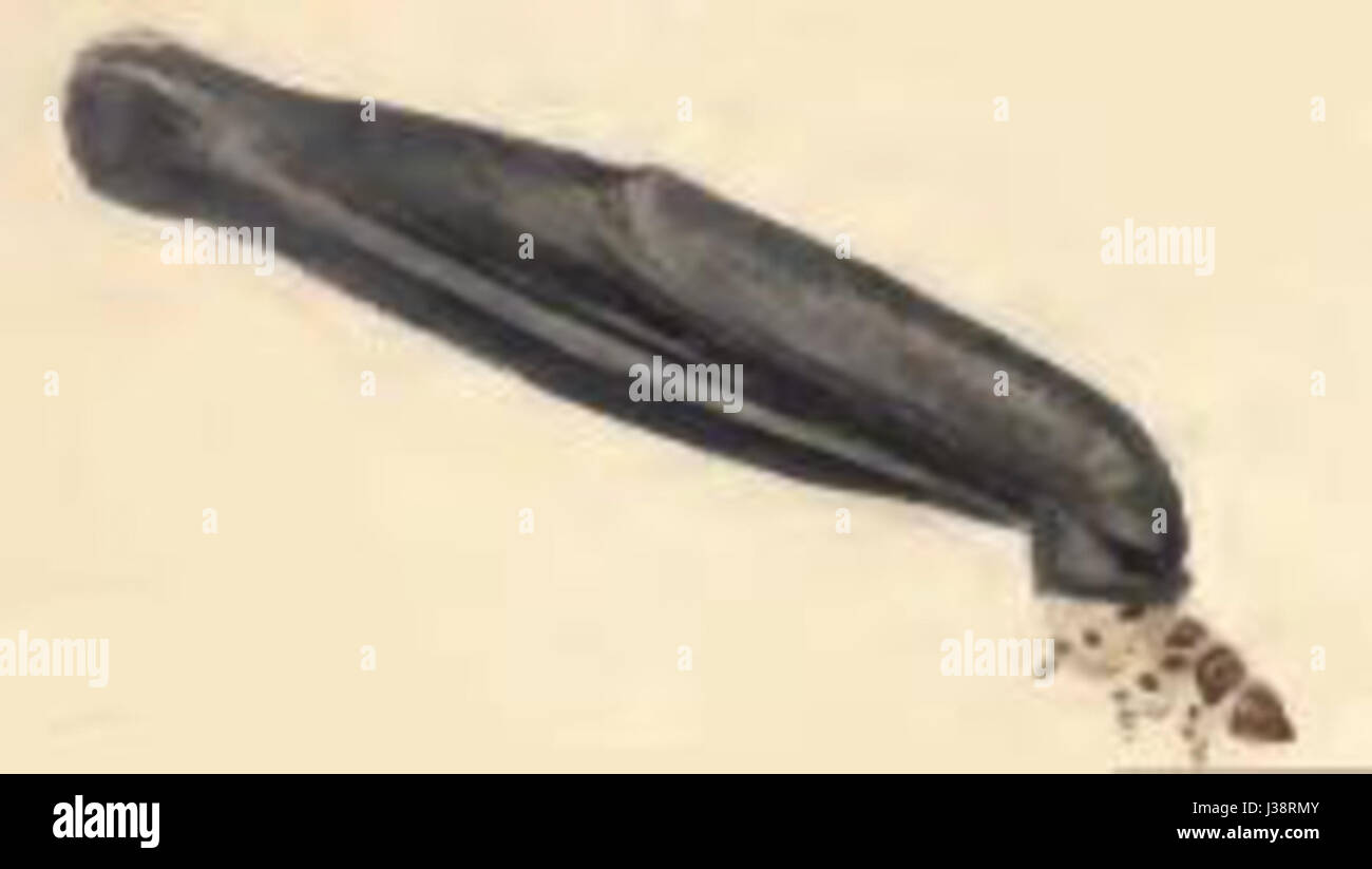 Il caso larvale della Coleophora paripennella, una specie di falena, è una struttura protettiva costruita dal caterpillar utilizzando materiali vegetali, tipicamente osservati nelle prime fasi del suo ciclo di vita. Foto Stock