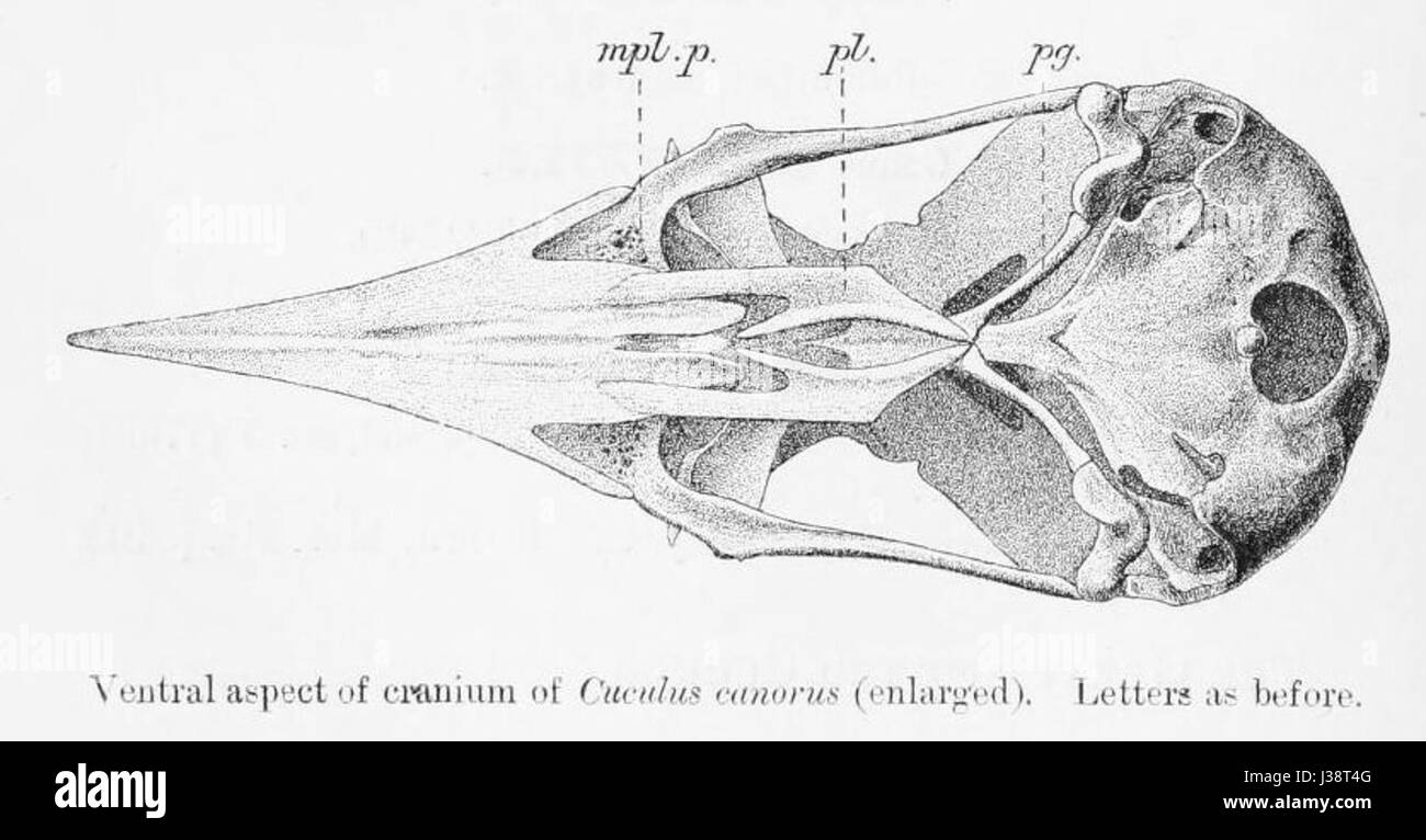 Questo titolo si riferisce probabilmente a un pezzo creativo o artistico, *CuckooSkull*, che potrebbe esplorare temi di surrealismo o fantasia, anche se l'esatto contesto della sua creazione o significato non è specificato. Foto Stock