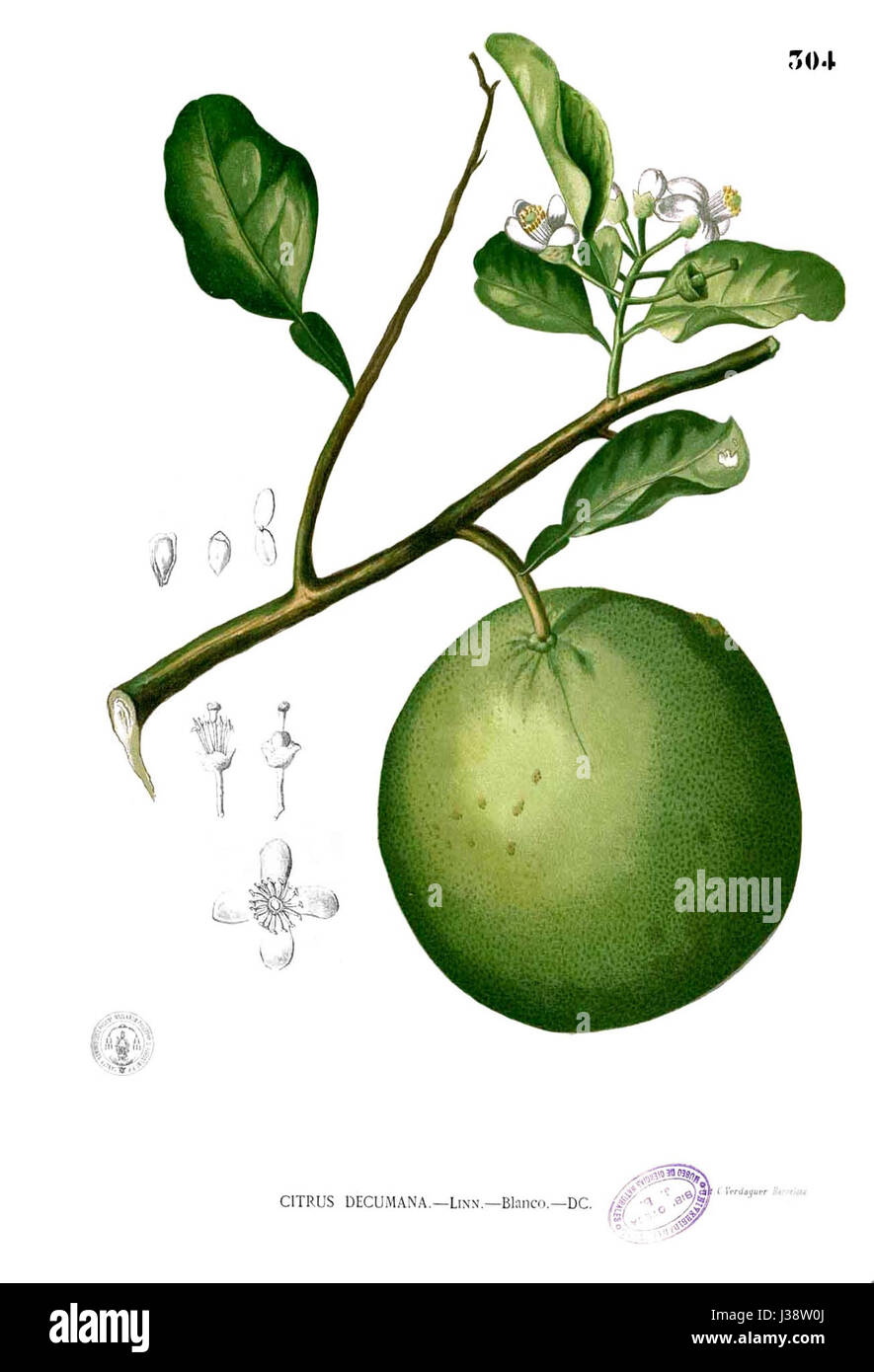 Citrus aurantium, comunemente noto come arancia amara, è una specie di agrumi. È ampiamente utilizzato per le sue proprietà medicinali, gli oli essenziali e gli scopi culinari, in particolare nella medicina tradizionale e nella gastronomia. Foto Stock