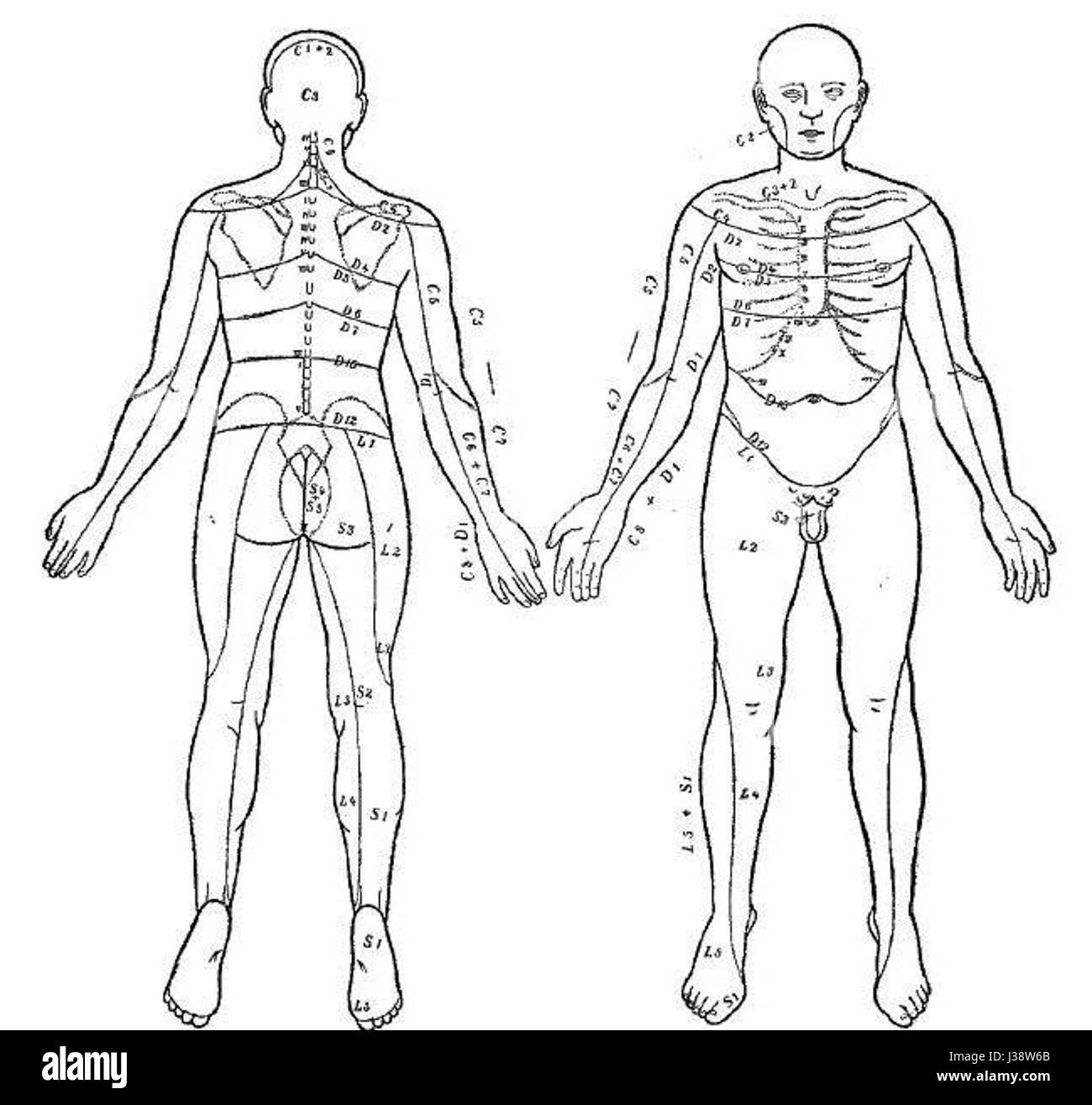 Le aree dermatomiche si riferiscono a regioni della pelle che sono alimentate principalmente da un singolo nervo spinale. Queste aree sono cruciali nello studio del sistema nervoso umano e sono importanti per diagnosticare determinate condizioni neurologiche. Foto Stock
