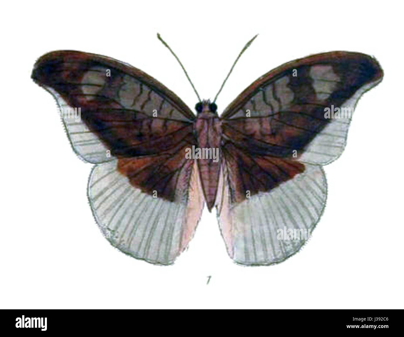 "CynitiaCocytus224 17" sembra riferirsi a un'opera creativa, potenzialmente un progetto digitale o artistico che coinvolge elementi tematici della mitologia o del simbolismo, indicati da termini come "Cocytus" e "Cynitia". Foto Stock