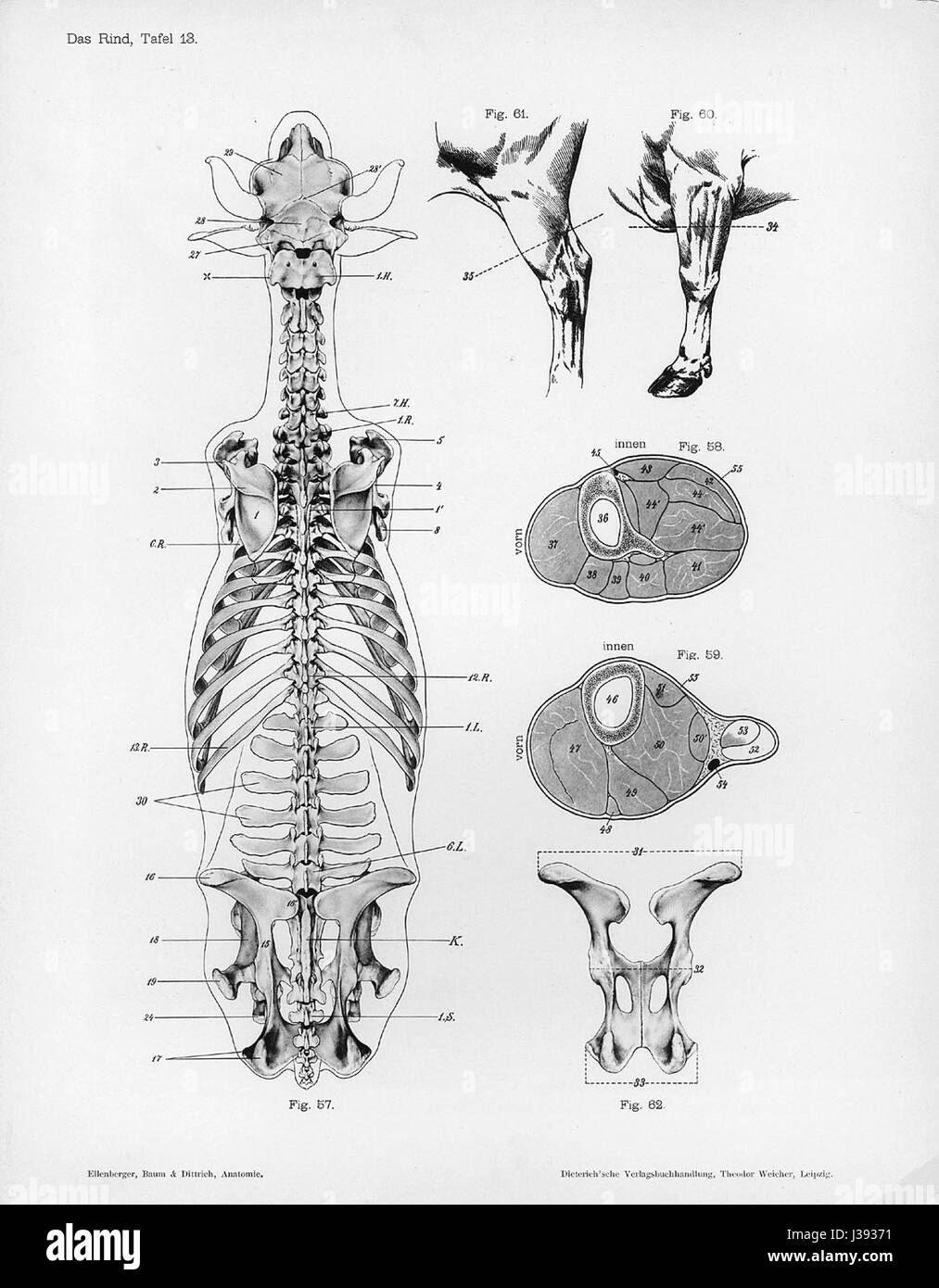 Lo scheletro dorsale anatomico della mucca illustra la struttura scheletrica di una mucca vista dal retro. Questa risorsa educativa è essenziale per comprendere l'anatomia e la fisiologia bovina, spesso utilizzata negli studi veterinari e nella biologia animale. Foto Stock