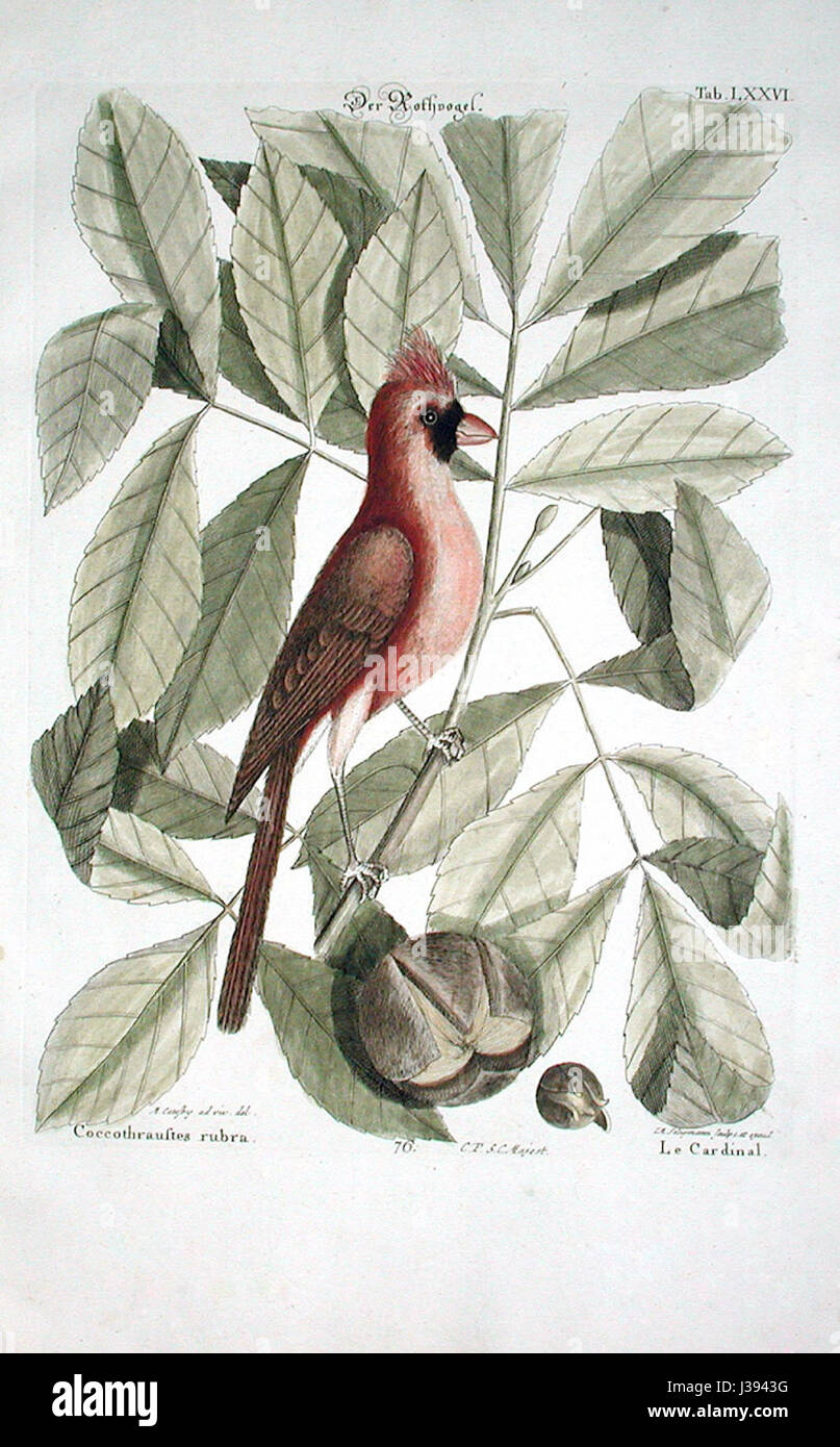 Coccothraustes rubra Catesby Foto Stock