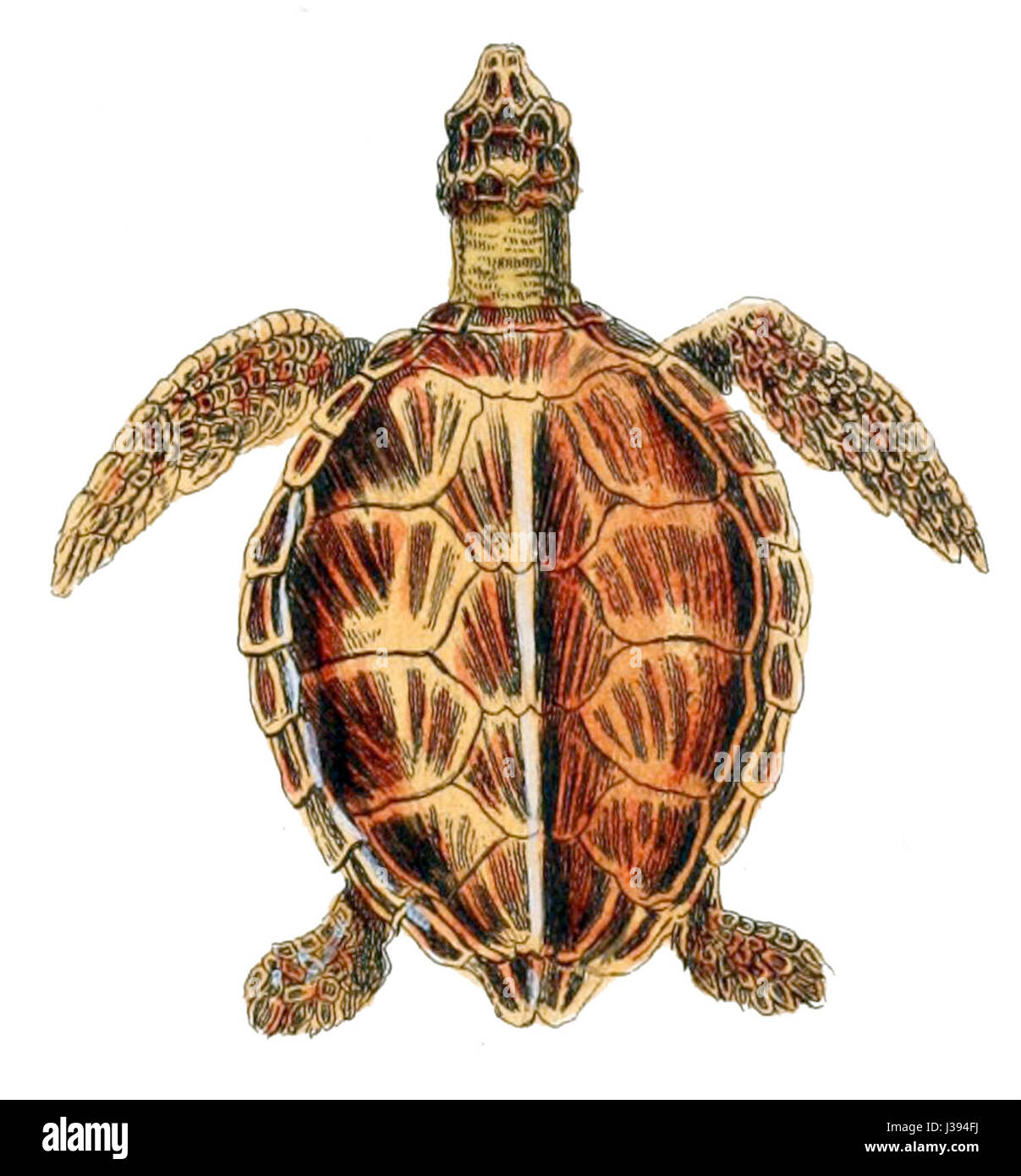 Chelonia mydas, comunemente conosciuta come la tartaruga marina verde, è una specie di grande tartaruga marina che si trova negli oceani tropicali e subtropicali. È riconosciuta per il suo grasso di colore verdastro ed è una specie a rischio di estinzione a causa di minacce come la perdita dell'habitat e il bracconaggio. Foto Stock