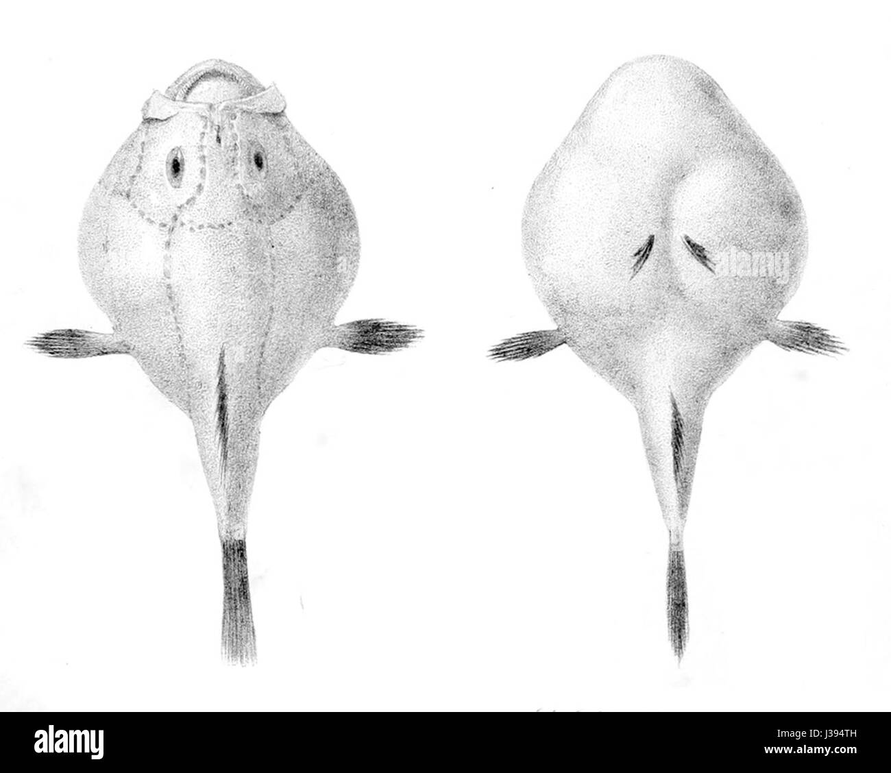 Chaunax pictus, noto anche come rana dipinta, è una specie di rana pescatrice che si trova in ambienti marini profondi. I suoi vivaci motivi di colore e l'aspetto unico lo rendono una specie notevole per la biologia marina e la ricerca in alto mare. Foto Stock