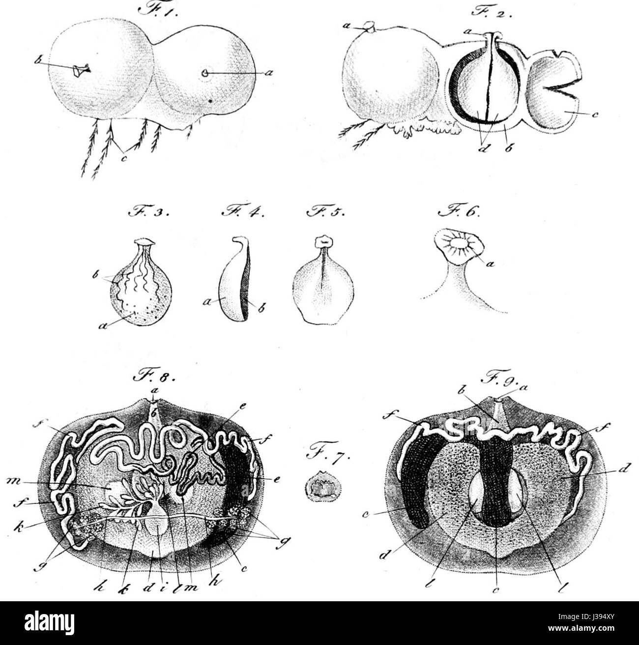 Immagine del "Collyriclum faba", un'illustrazione botanica del XVII secolo raffigurante una pianta del genere Collyriclum, nota per il suo caratteristico fiore e il suo significato storico negli studi botanici. Foto Stock