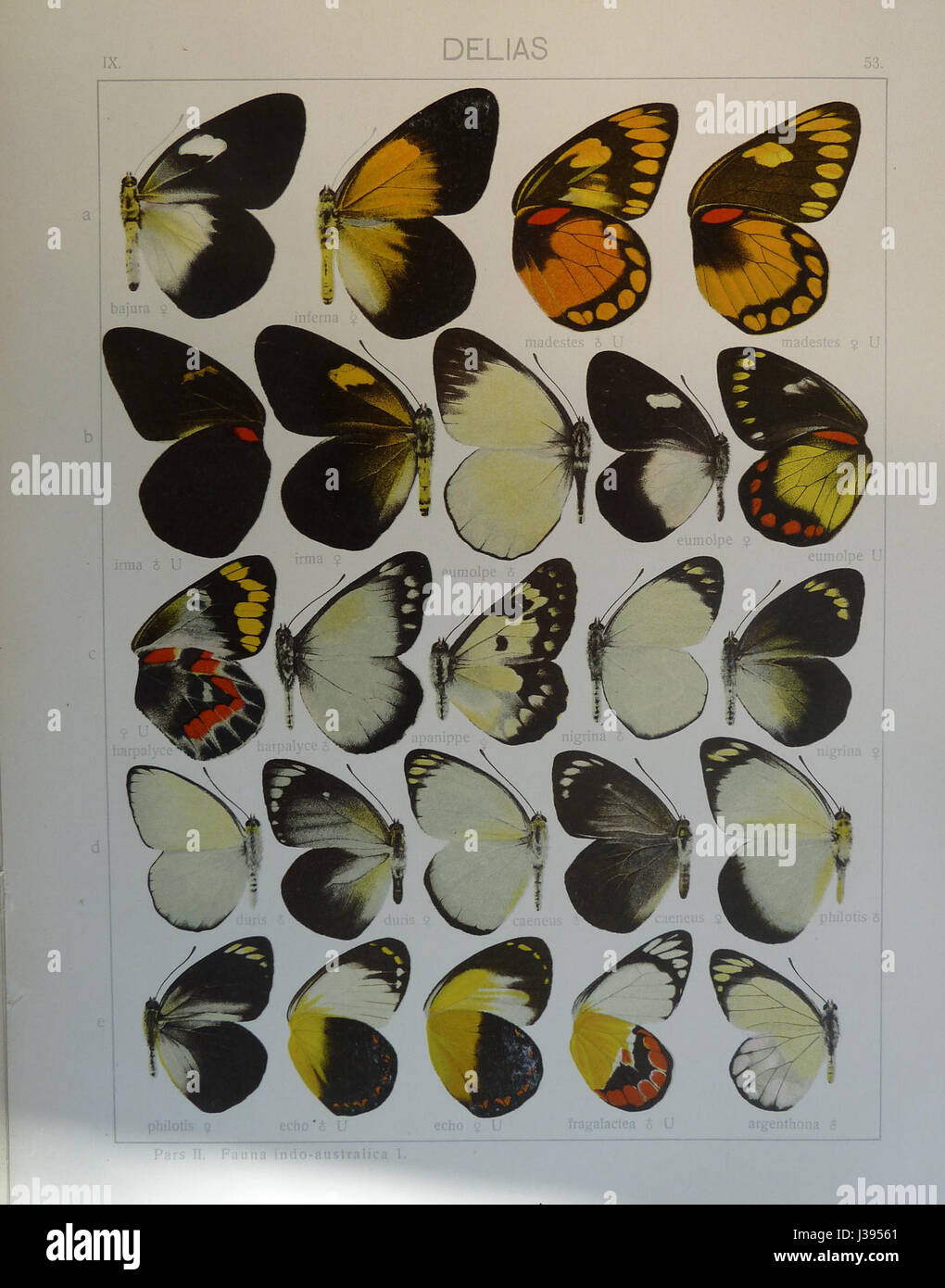 Una specie di farfalla della regione indo-australiana, identificata come Delias Seitz. Questa farfalla è nota per le sue marcature distinte ed è un esempio della biodiversità che si trova nella zona. Foto Stock