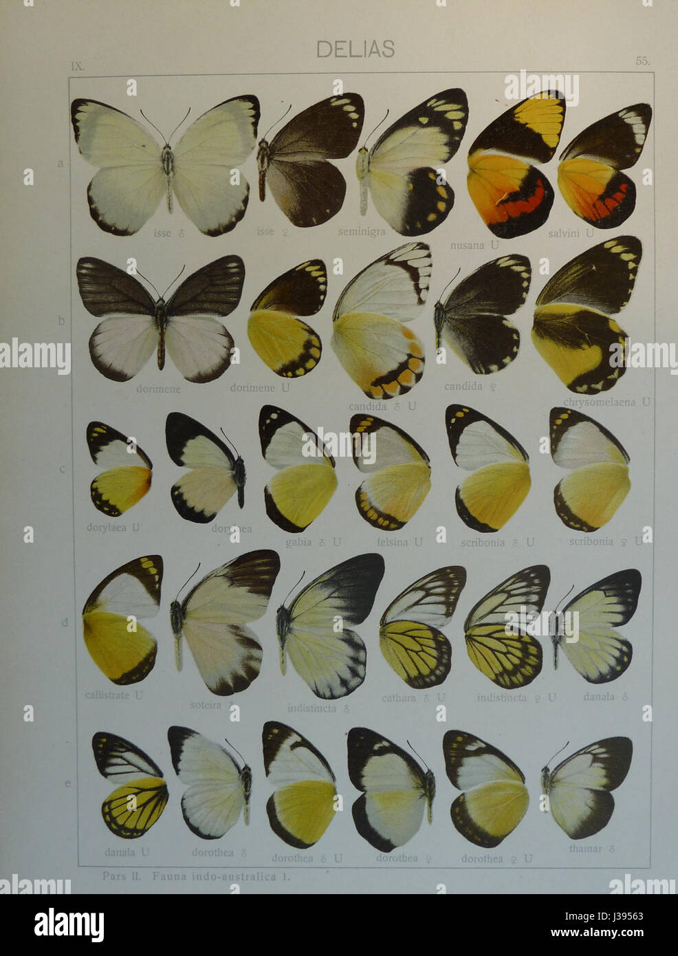 Delias Seitz è una specie di farfalle presente nella regione indo-australiana, nota per i suoi sorprendenti motivi di colore e il suo ruolo nei diversi ecosistemi della zona. Foto Stock