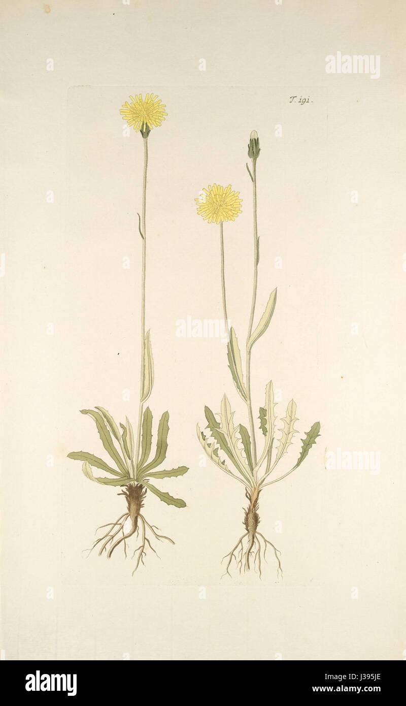 Crepis alpestris Foto Stock