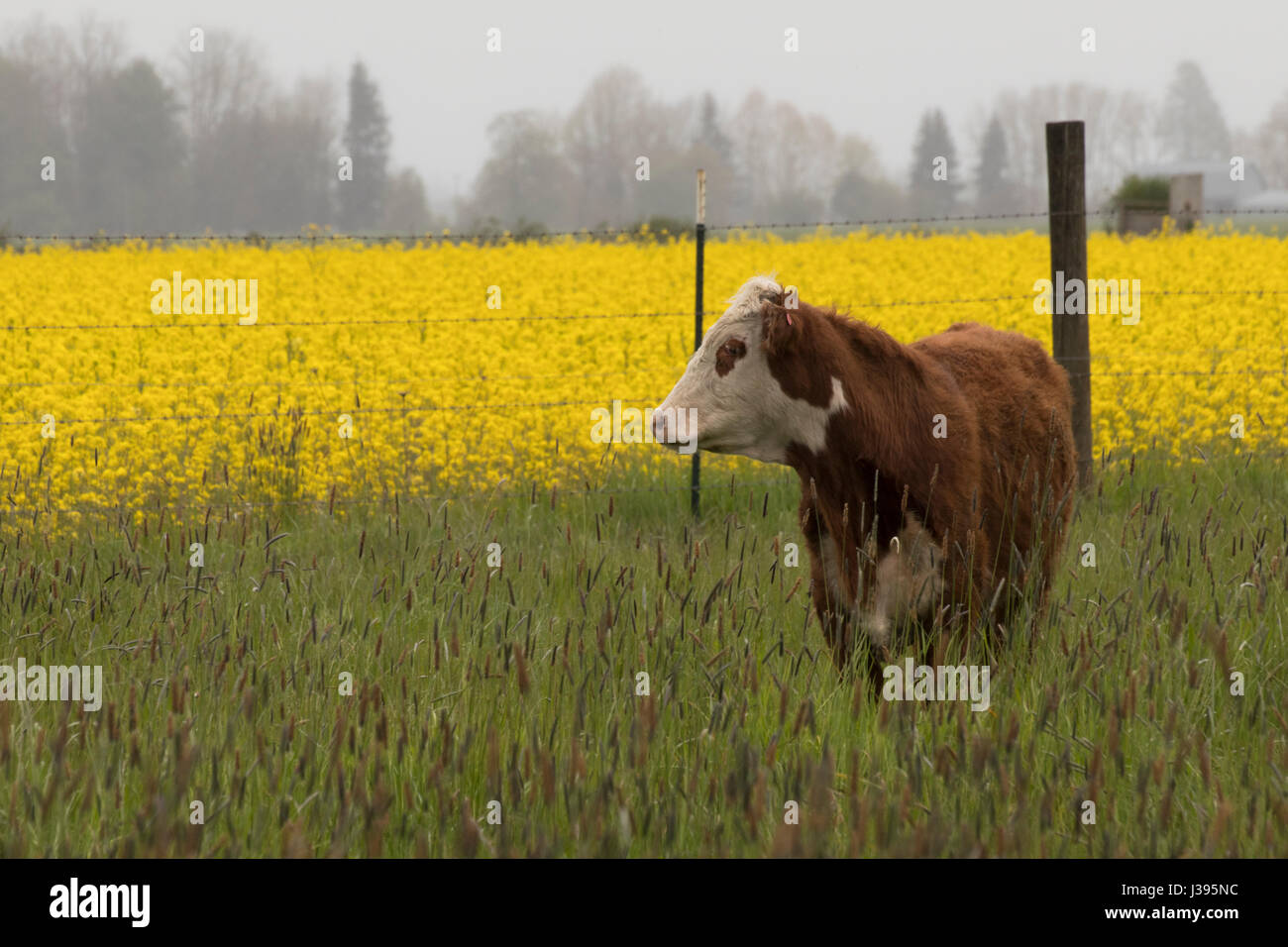 Una mucca davanti a un campo di rape gialle fiori Foto Stock