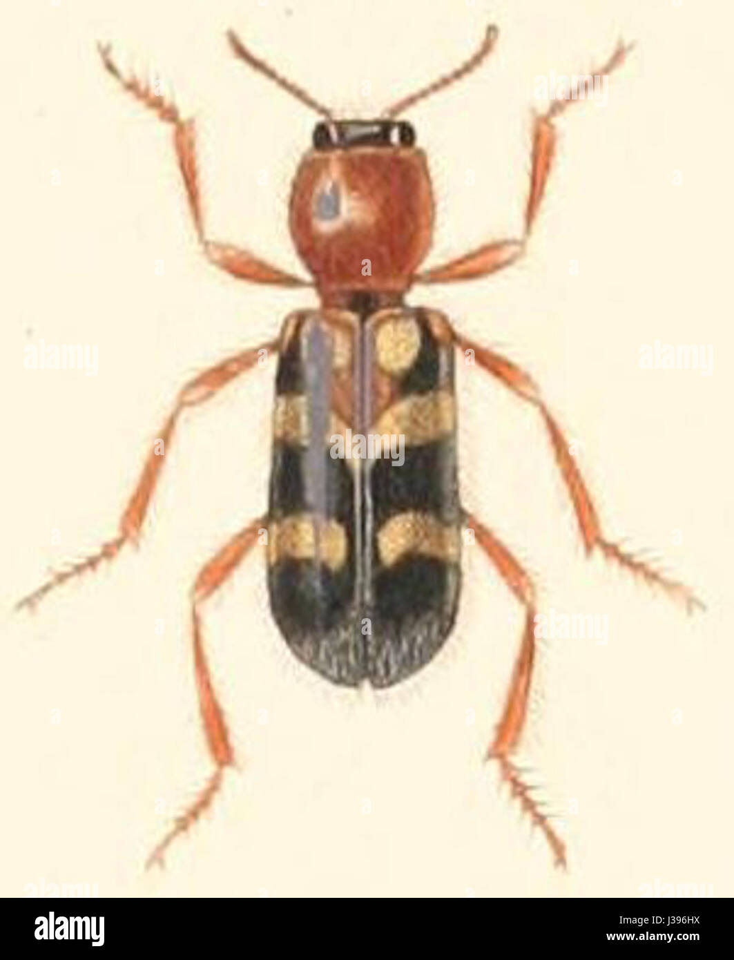 Clerus trifasciatus Foto Stock