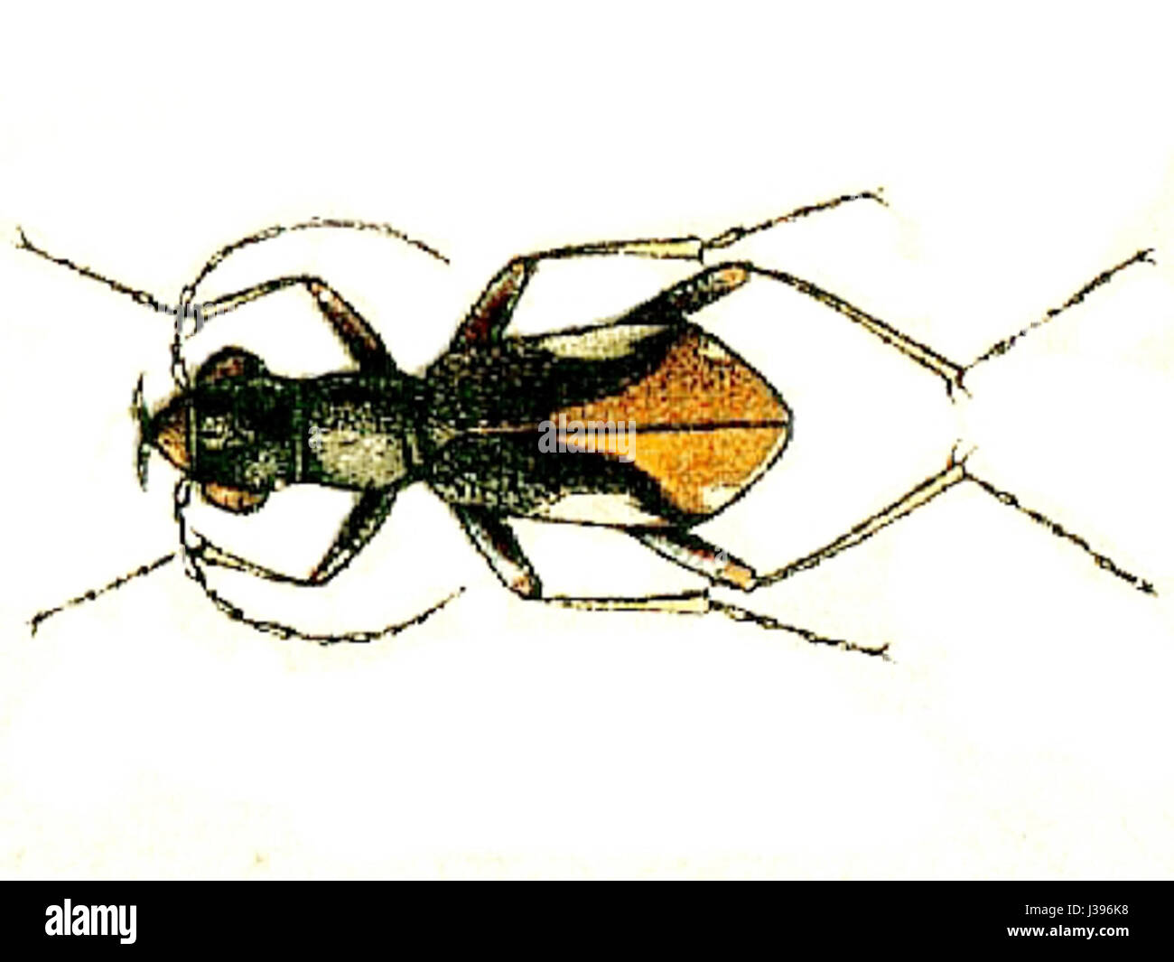 Cylindera gracilis è una specie di coleottero terrestre che si trova in varie regioni. È noto per il suo corpo lungo e sottile e svolge un ruolo negli ecosistemi come predatore di insetti più piccoli. Foto Stock