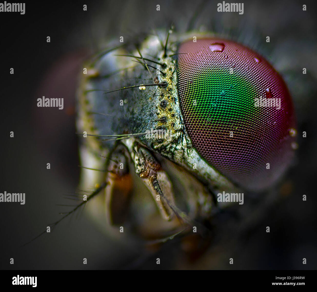 Macro estreme di una mosca capo Foto Stock
