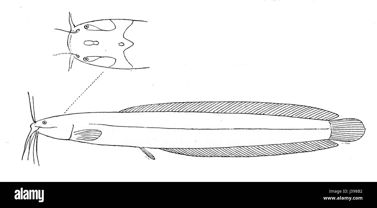 Clariallabes longicauda Foto Stock