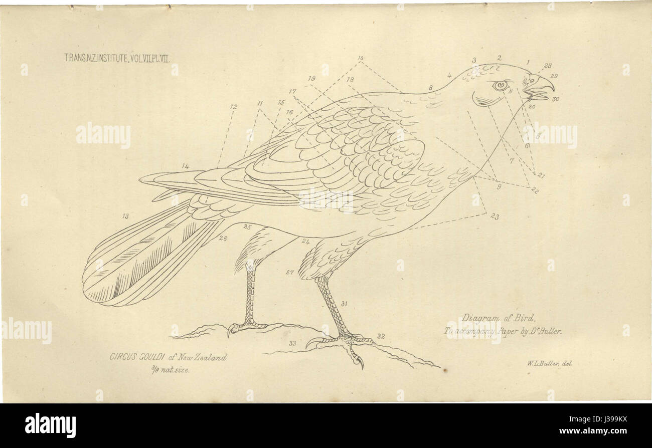 Un diagramma etichettato del Circus Gouldi, una specie di tarantola australiana, che mostra le sue caratteristiche anatomiche e i dettagli scientifici. Foto Stock