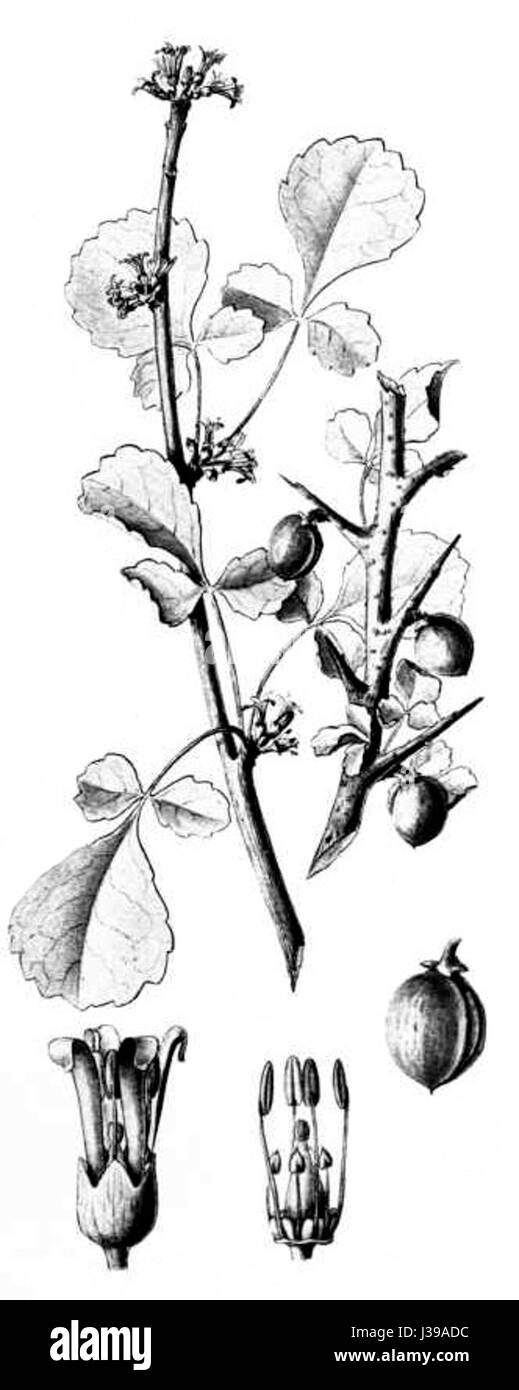 La Commiphora africana è una specie di pianta originaria dell'Africa, nota per le sue proprietà medicinali ed ecologiche. Fa parte della famiglia delle Burseraceae, comunemente usata nei rimedi tradizionali. Foto Stock