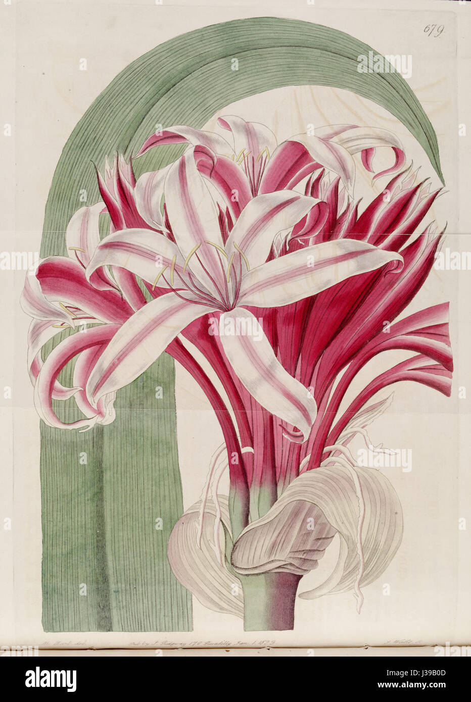 Il Crinum augustum è una specie di pianta in fiore della famiglia delle Amaryllidaceae, nota per i suoi grandi e profumati fiori. È stato descritto per la prima volta nel Botanical Register nel 1820 ed è originario delle regioni tropicali. Foto Stock