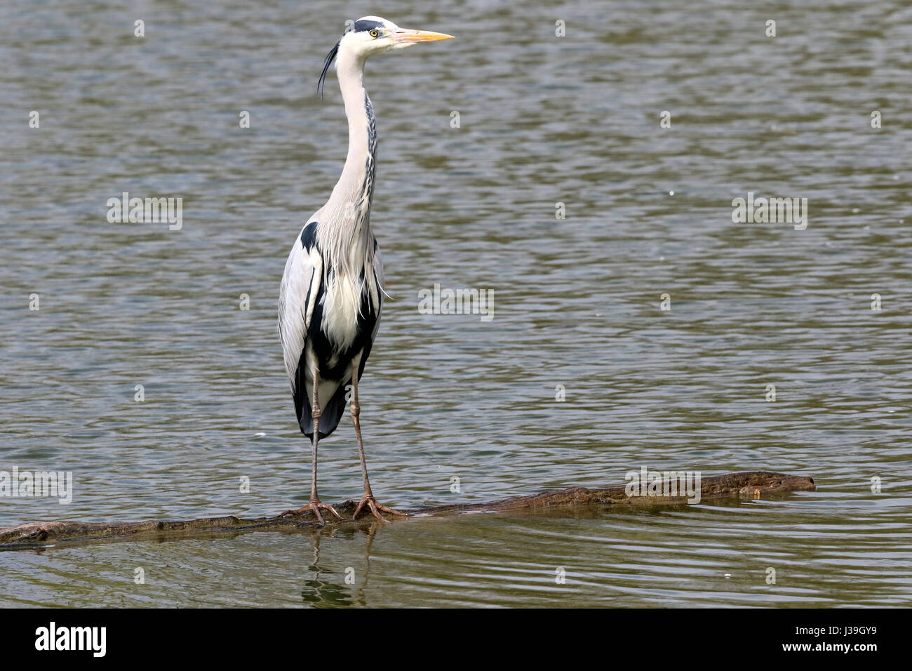 Parco Ornitologico ( parc des oiseaux de villards-les-Dombes). comune ( Gru grus grus). Foto Stock